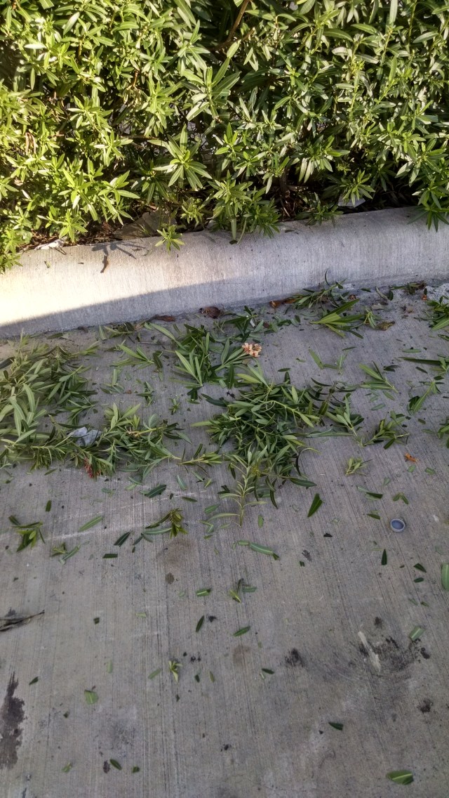 IMG_20151123_082716531_HDR